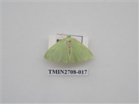藏品(尺蛾255)的圖片